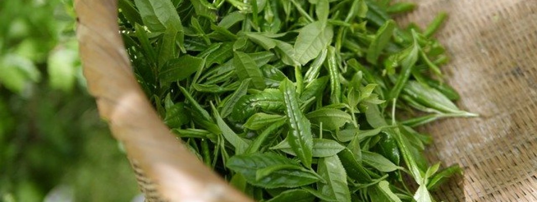 Ceaiul verde Sencha - beneficii si mod de preparare