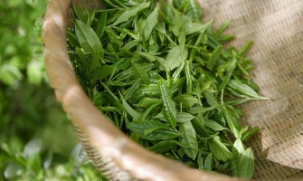 Ceaiul verde Sencha - beneficii si mod de preparare